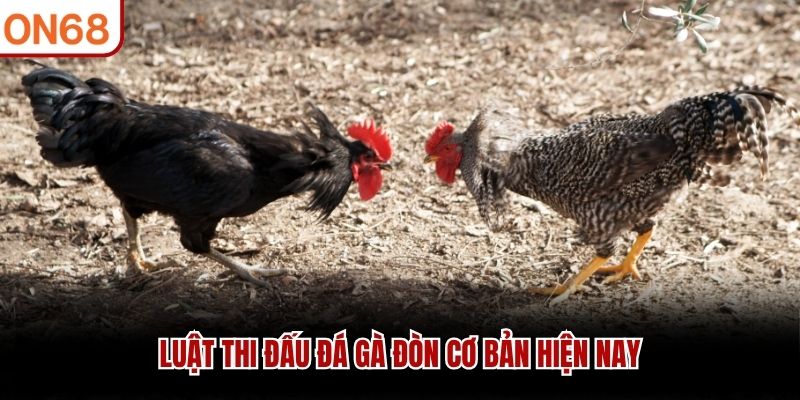 Luật thi đấu đá gà đòn cơ bản hiện nay