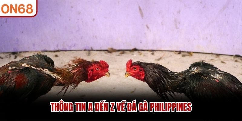 Thông tin A đến Z về đá gà Philippines