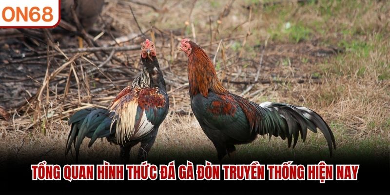 Tổng quan hình thức đá gà đòn truyền thống hiện nay
