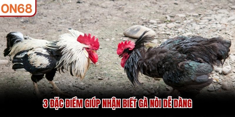 3 đặc điểm giúp nhận biết gà nòi dễ dàng